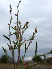 Polygonum ramosissimum
