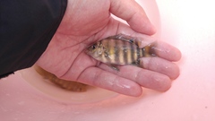 Heterotilapia buettikoferi