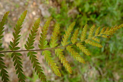 Arthropteris orientalis observed 2023-03-31