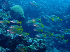 Lutjanus xanthopinnis