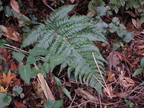 Dryopteris nipponensis iNat (3)