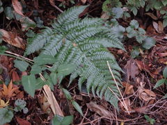Dryopteris