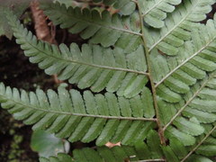 Dryopteris