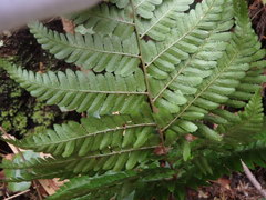 Dryopteris