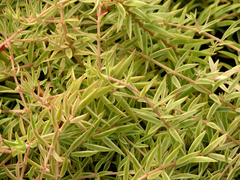 Linealblättriges Fettblatt (Sedum lineare)