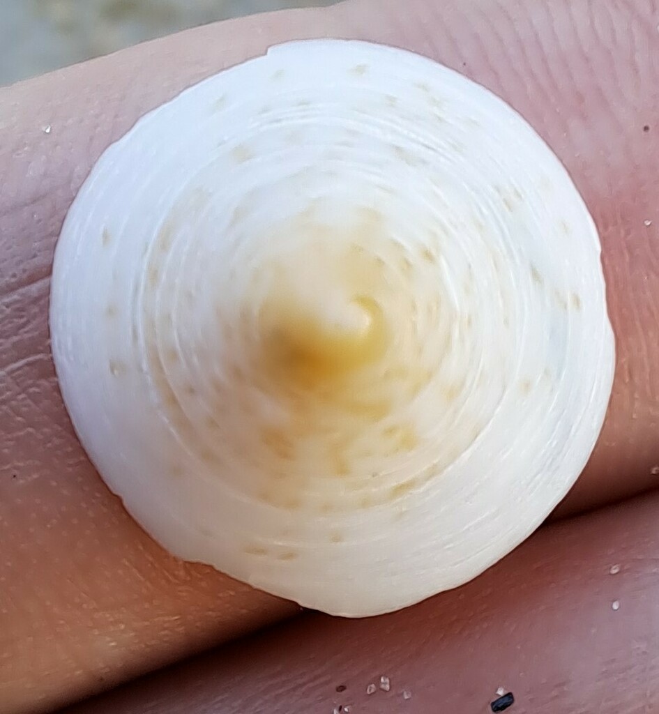 Calyptraea mamillaris