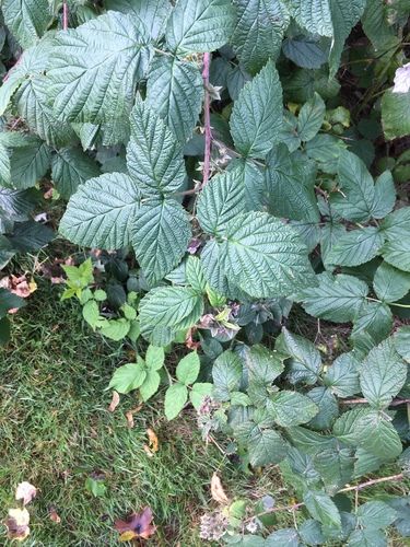 Rubus norikurensis iNat (2)