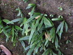 Lepisorus thunbergianus