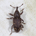 Pales Weevil - Photo (c) Tom Murray, some rights reserved (CC BY-NC), uploaded by Tom Murray