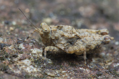 Thoradonta nodulosa