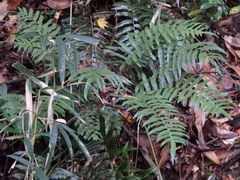 Plagiogyria japonica