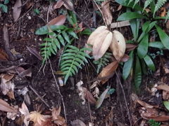 Plagiogyria japonica