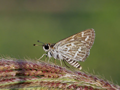 Taractrocera maevius