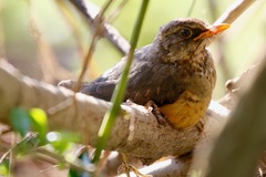Turdus abyssinicus