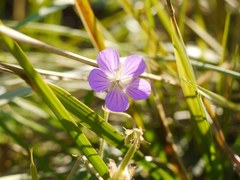 Geranium collinum