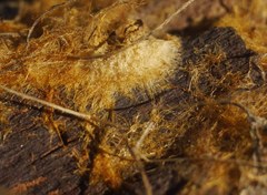 Fungi