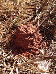 Procambarus simulans