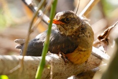 Turdus abyssinicus