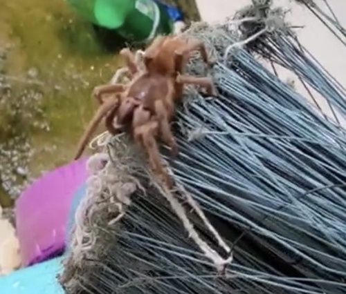 Stirling's Australian Tarantula