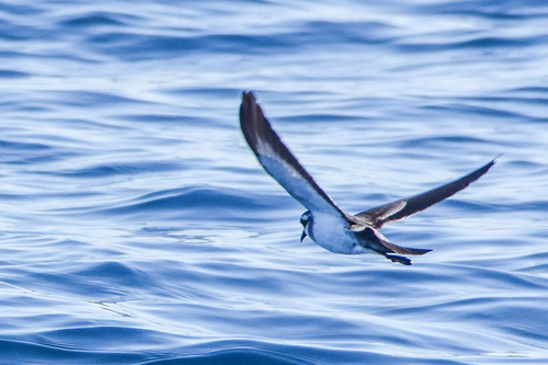 Paíño pechialbo (Pelagodroma marina)