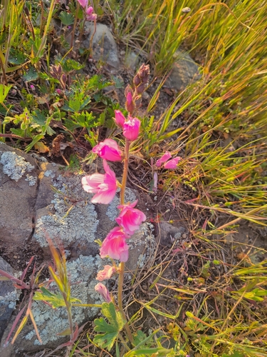 iNaturalist observation photo of checkerbloom