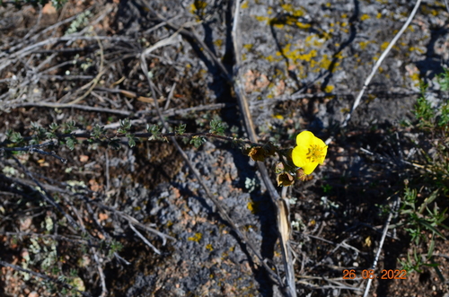 Image of Dasiphora parvifolia by (c) Margarita, some rights reserved (CC BY)