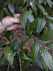 Cinnamomum subavenium