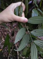 Cinnamomum subavenium