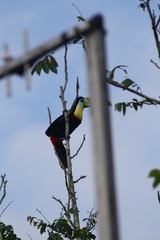 Ramphastos vitellinus