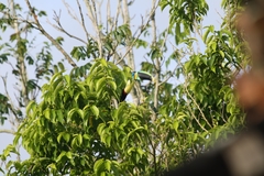 Ramphastos vitellinus