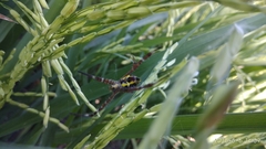Argiope appensa