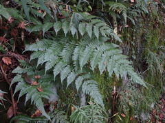 Dryopteris