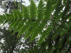 Dryopteris