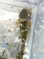 Cottus gobio