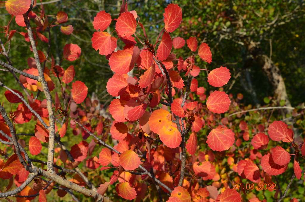 Eurosiberiana: Bosques Pirenaicos ..