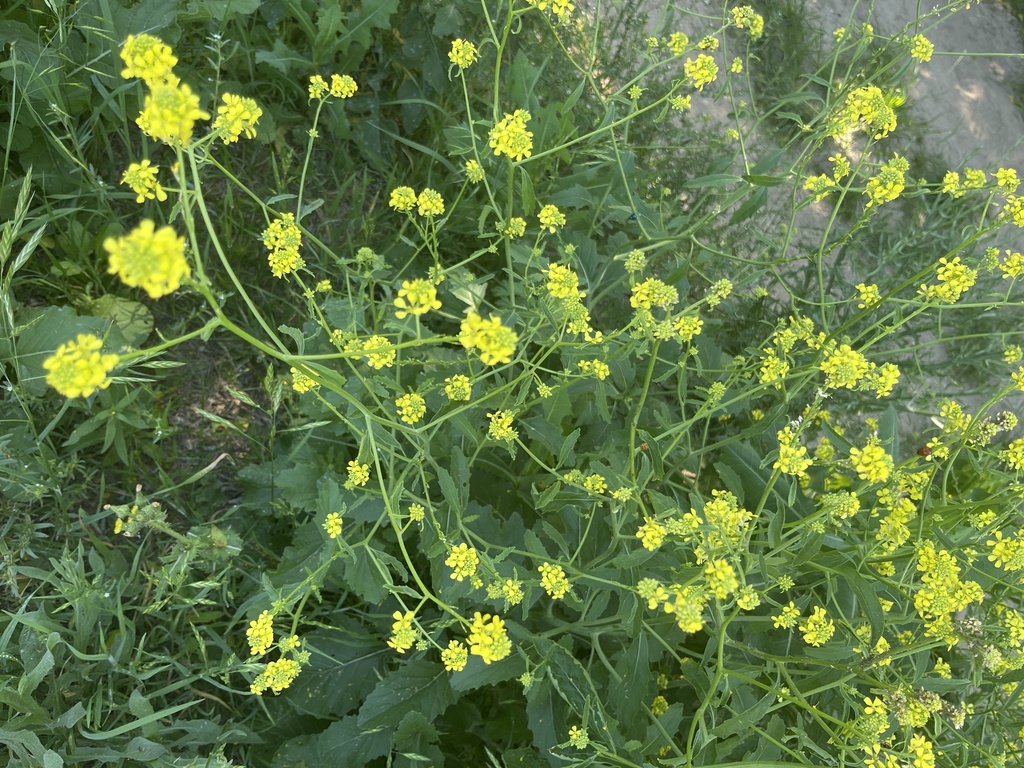 annual bastard cabbage from FM56, Valley Mills, TX, US on April 15