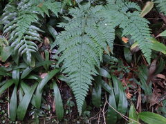 Dennstaedtia zeylanica