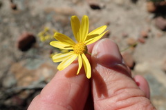 Euryops tenuissimus
