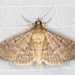 Grass Webworm Moth - Photo (c) Ian  McMillan, some rights reserved (CC BY-NC)