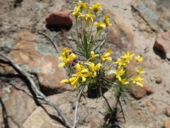 Euryops tenuissimus