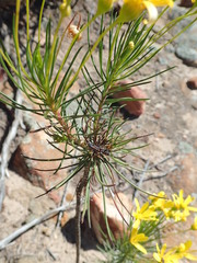 Euryops tenuissimus