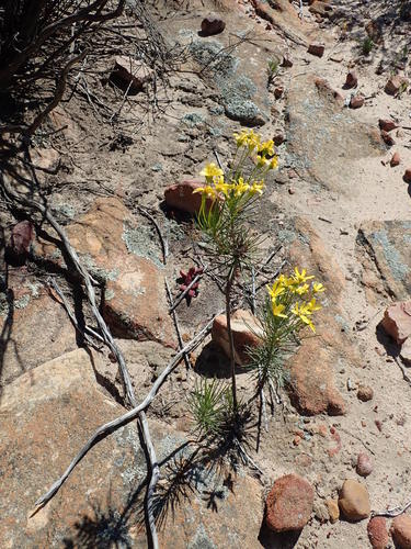 Image of Euryops tenuissimus by no rights reserved