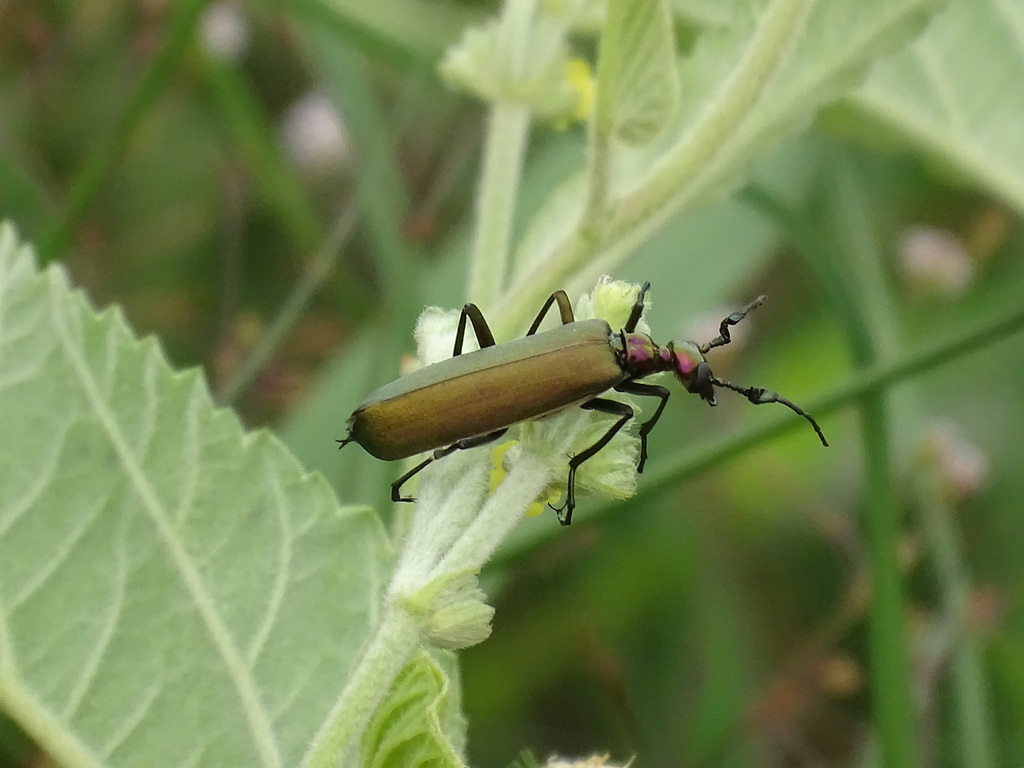 Lydomorphus dusaulti