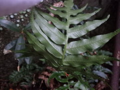 Plagiogyria japonica