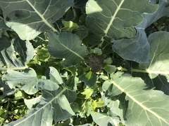 Brassica oleracea italica