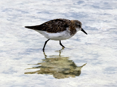 Calidris minuta