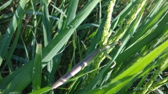 Tenodera
