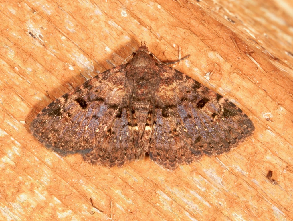 Four-spotted Fungus Moth