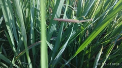 Tenodera