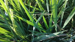 Tenodera